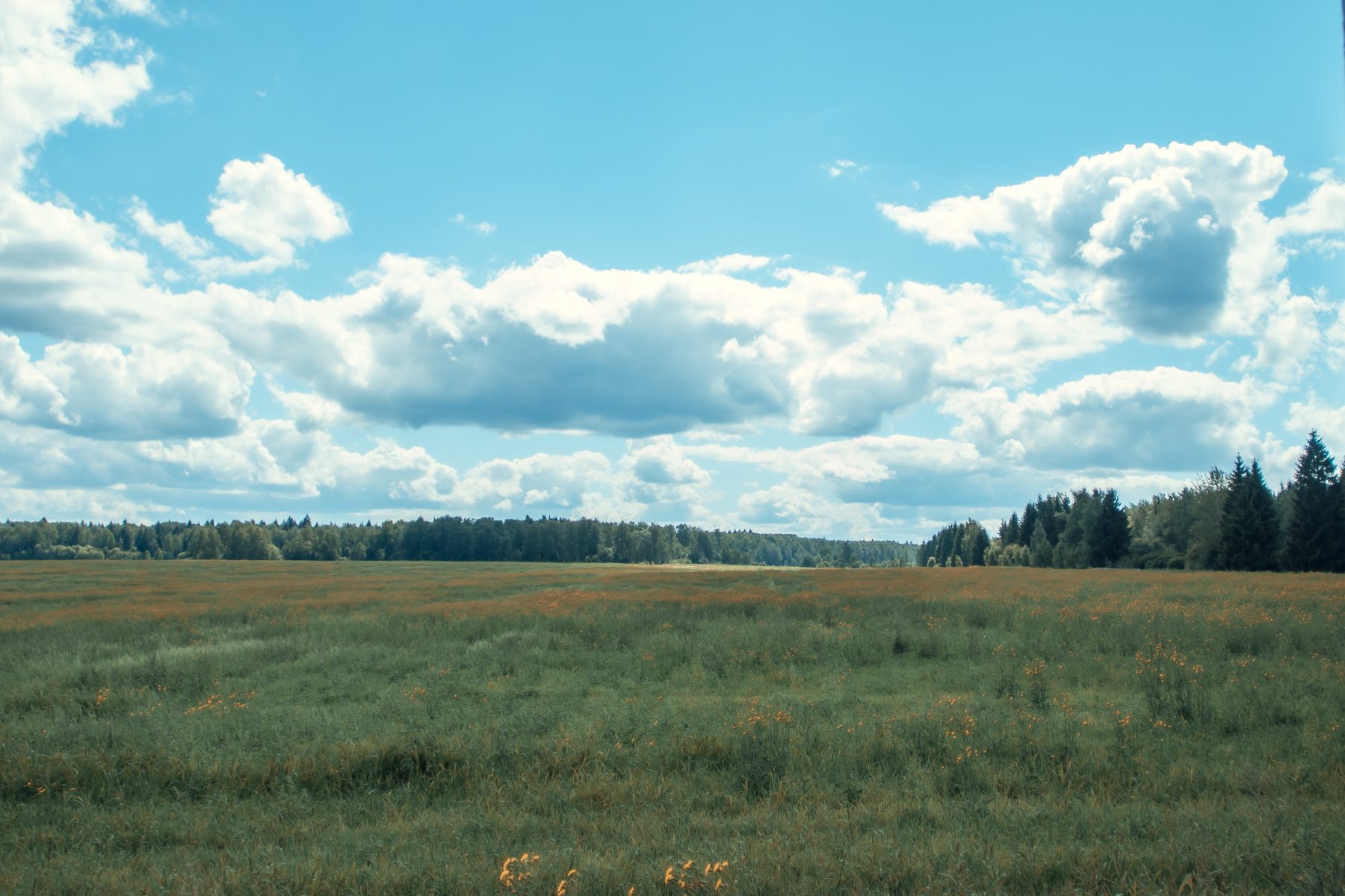 Поле у села Тарутино